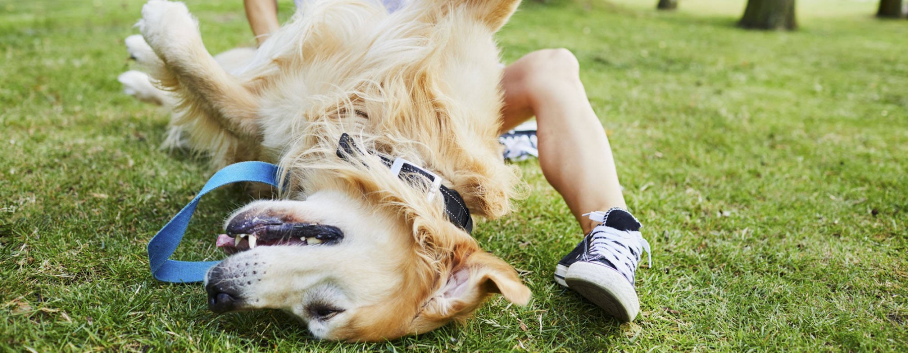 a person sitting on grass with a dog